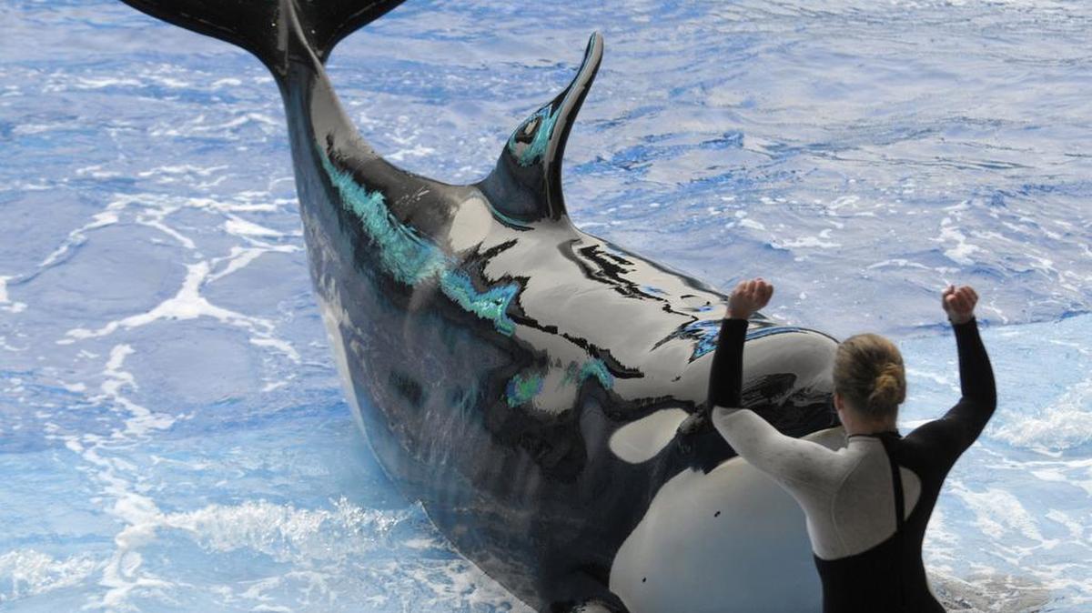 A SeaWorld trainer performs with a killer whale during the first show after an orca killed a trainer at theme park three days earlier in Orlando, Fla., Saturday, Feb. 27, 2010.