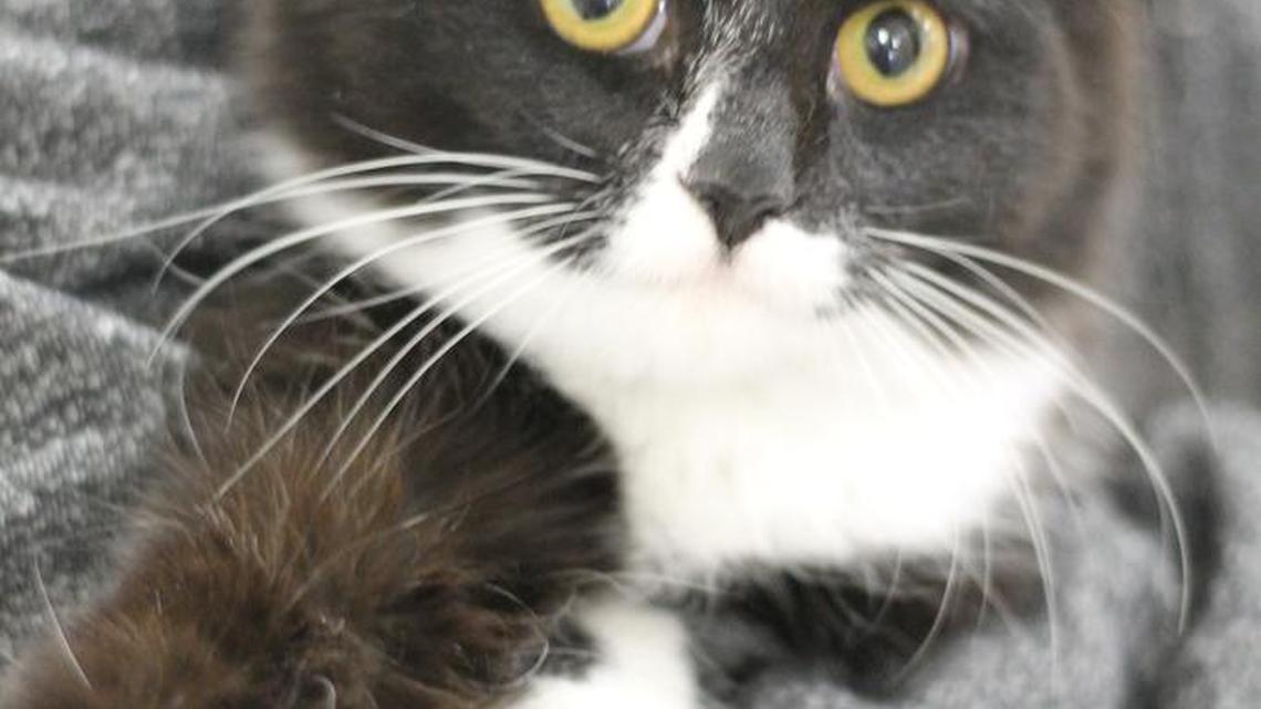 Yes, he’s adorable. But if you’re not careful when cleaning his litter box, you could catch a serious disorder from his poop.