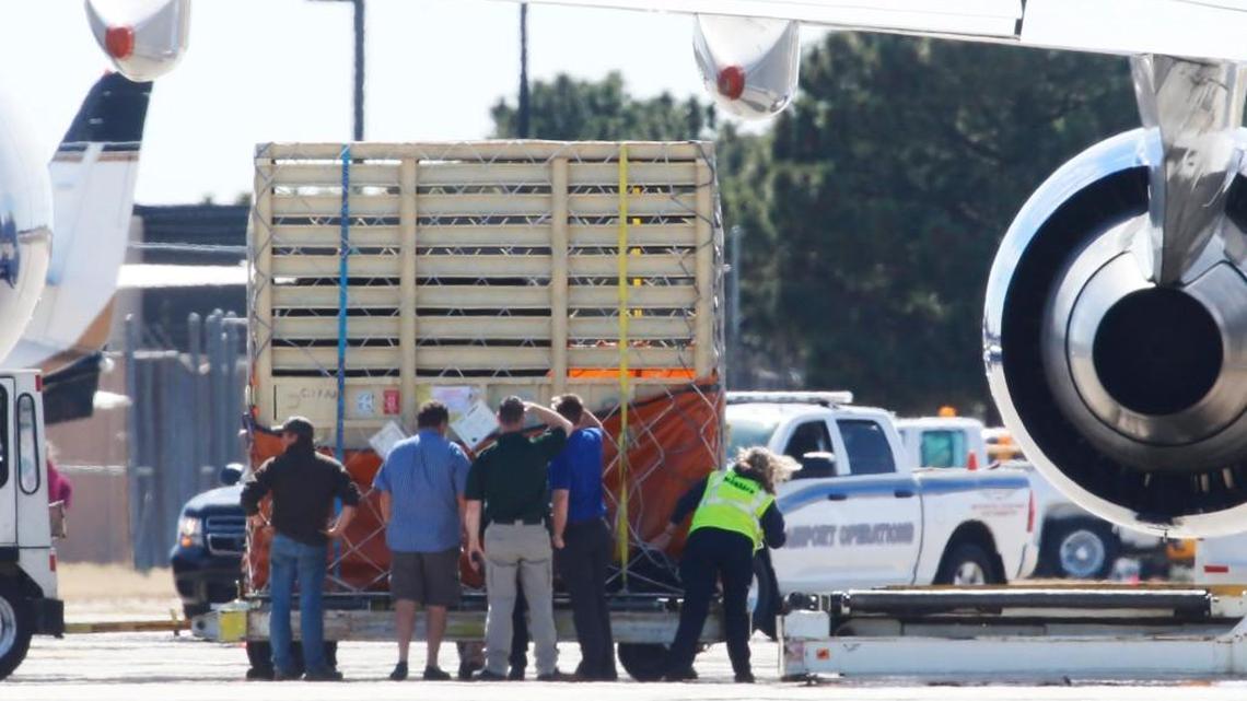 Sedgwick County Zoo officials check out the crate that held the first elephant unloaded Friday afternoon at Wichita Eisenhower National Airport.