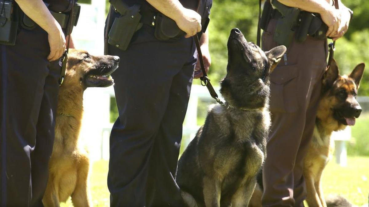 A New Jersey police officer has pleaded guilty to stealing 2.2 pounds of cocaine — meant to train drug-sniffing dogs — and using it for “personal consumption.”