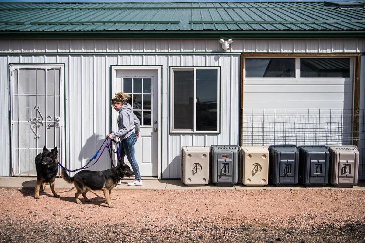 Dog care Team member Jolene Roper, 18, takes two German shepherds for a walk at the National Mill Dog Rescue in Peyton, Colo.