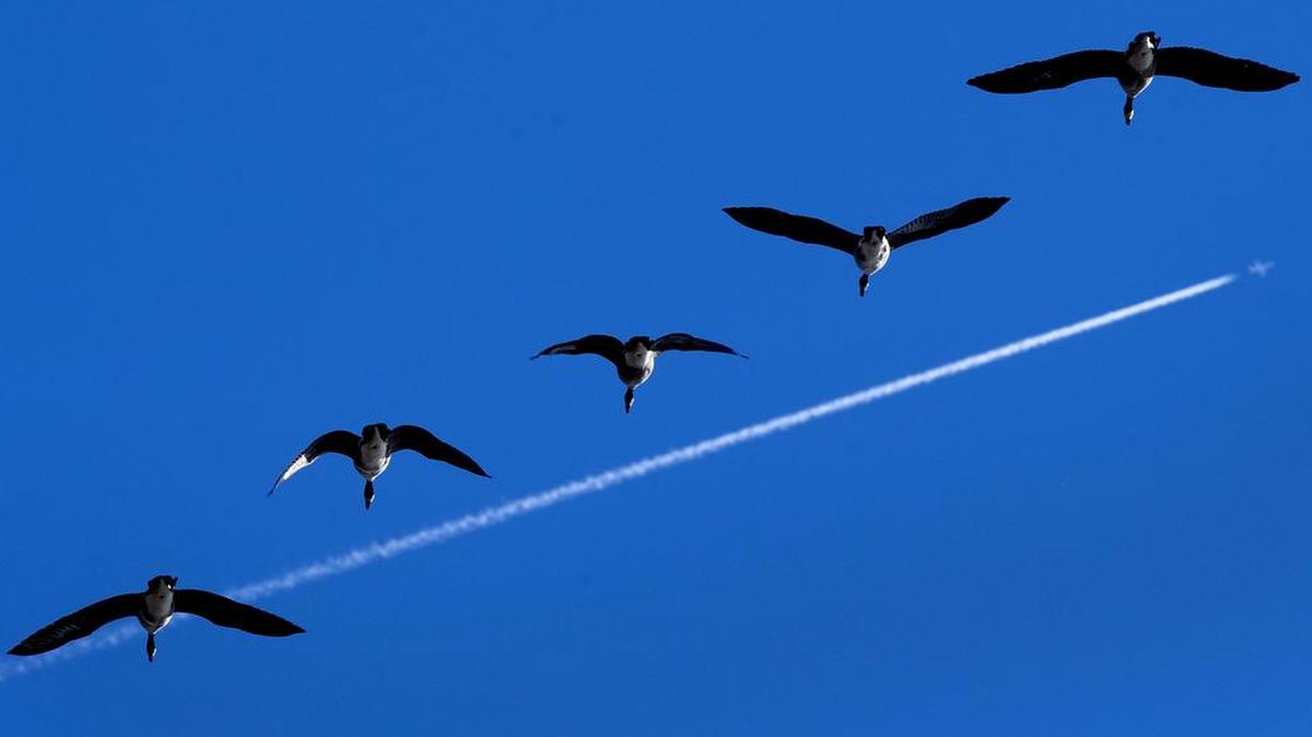 A line of Canada geese take flight during a respite from frigid temperatures that began the year.