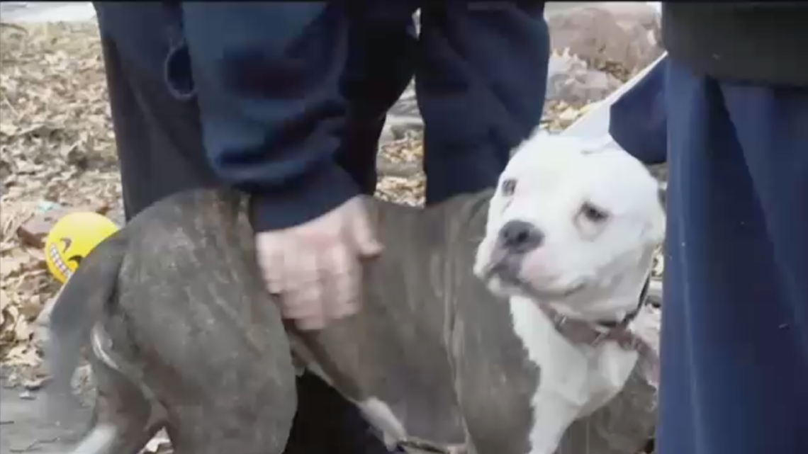 Shane, a 9-year-old from Lincoln, Nebraska, says his pit bull Baby Girl saved him from a masked intruder Wednesday afternoon while he was home alone.