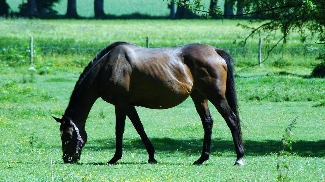 A 10-year-old girl was killed when her family horse kicked her in the face.