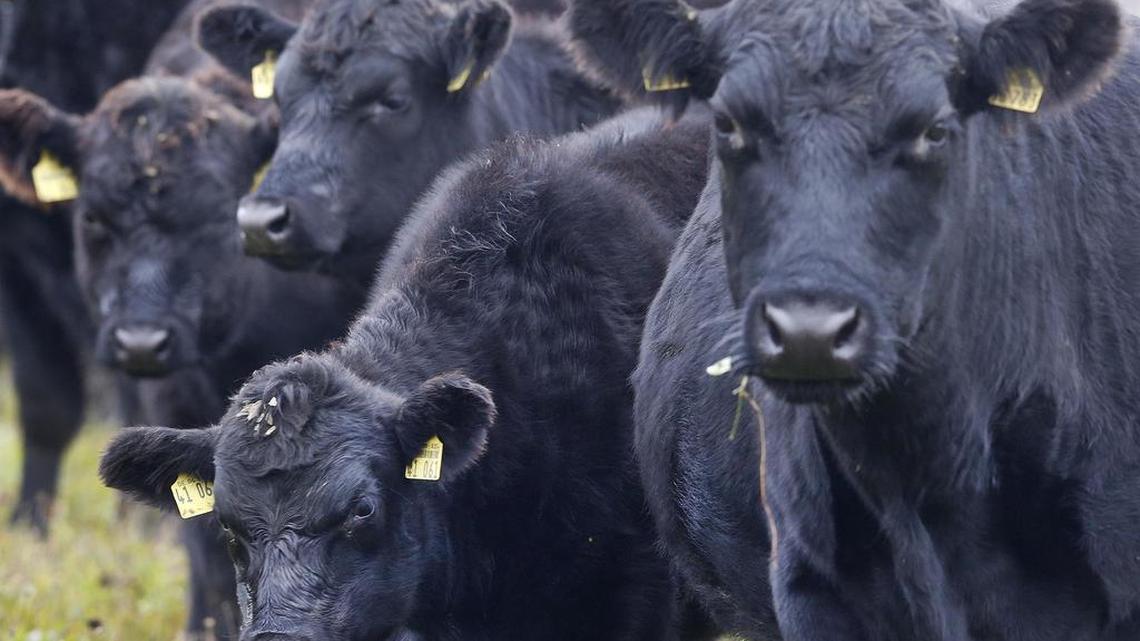 Black Angus cows stand together in their paddock. Cows produce methane, a potent greenhouse gas.