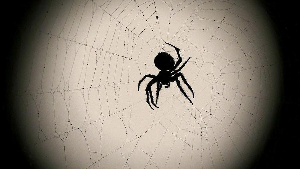 Every home surveyed contained cobweb spiders, carpet beetles, gall midge flies and ants.