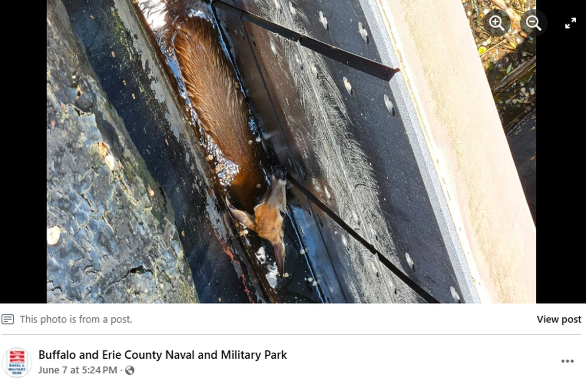 A deer was rescued from the water at the Buffalo and Erie County Naval and Military Park in New York.