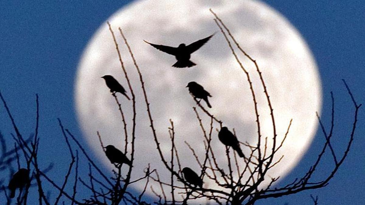 A rare event will occur Monday. The summer solstice and a full strawberry moon coincide on the same day. It’s been several decades since it last happened.