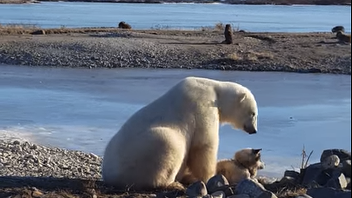 A polar bear and an Eskimo dog enjoyed a moment in Canada.