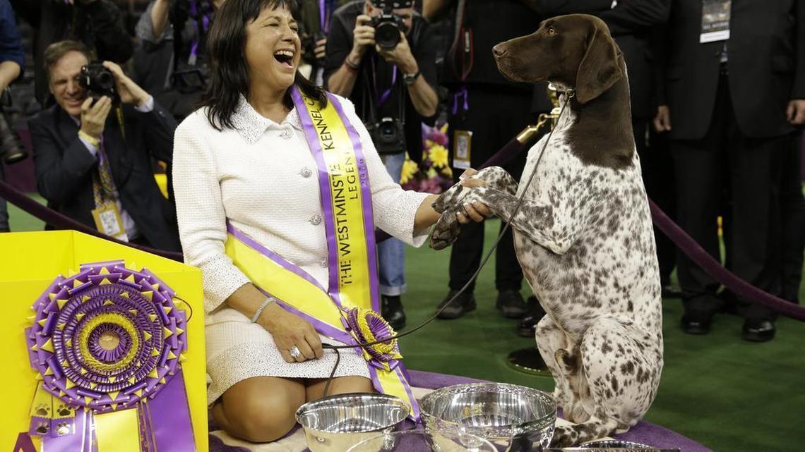Valerie Nunes-Atkinson and CJ, a German shorthaired pointer, pose for photographers after CJ won best in show at the 140th Westminster Kennel Club dog show, Feb. 16, 2016, at Madison Square Garden in New York.