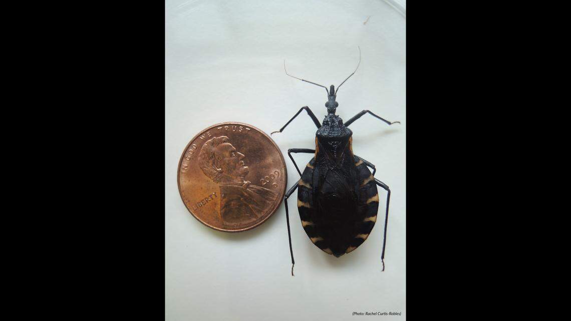 Scale of the size of a kissing bug compared to a penny.