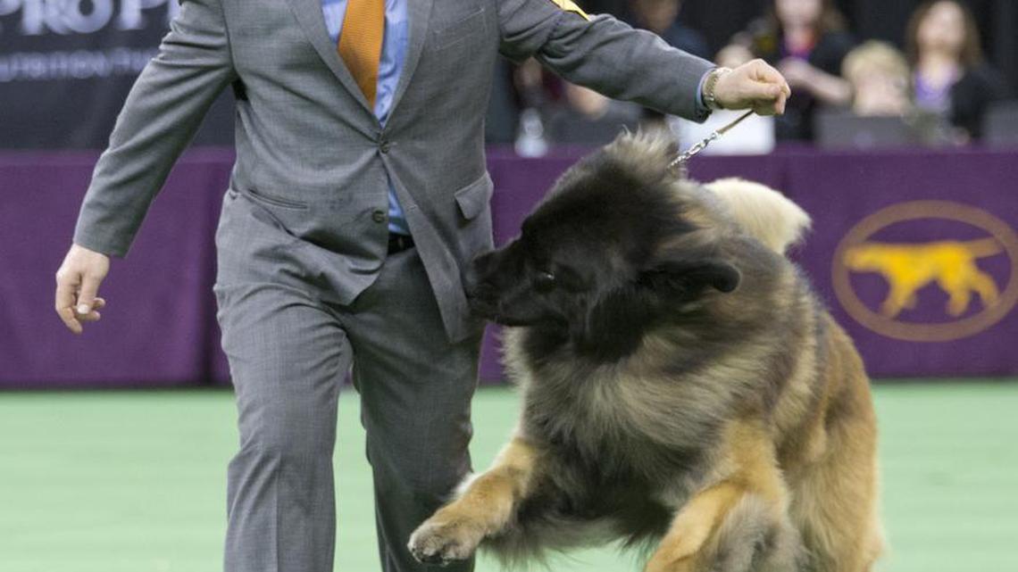 Handler Sam Mammano shows Dario, a Leonberger, in the ring during the working group competition at the 140th Westminster Kennel Club dog show Feb. 16, 2016, at Madison Square Garden in New York.