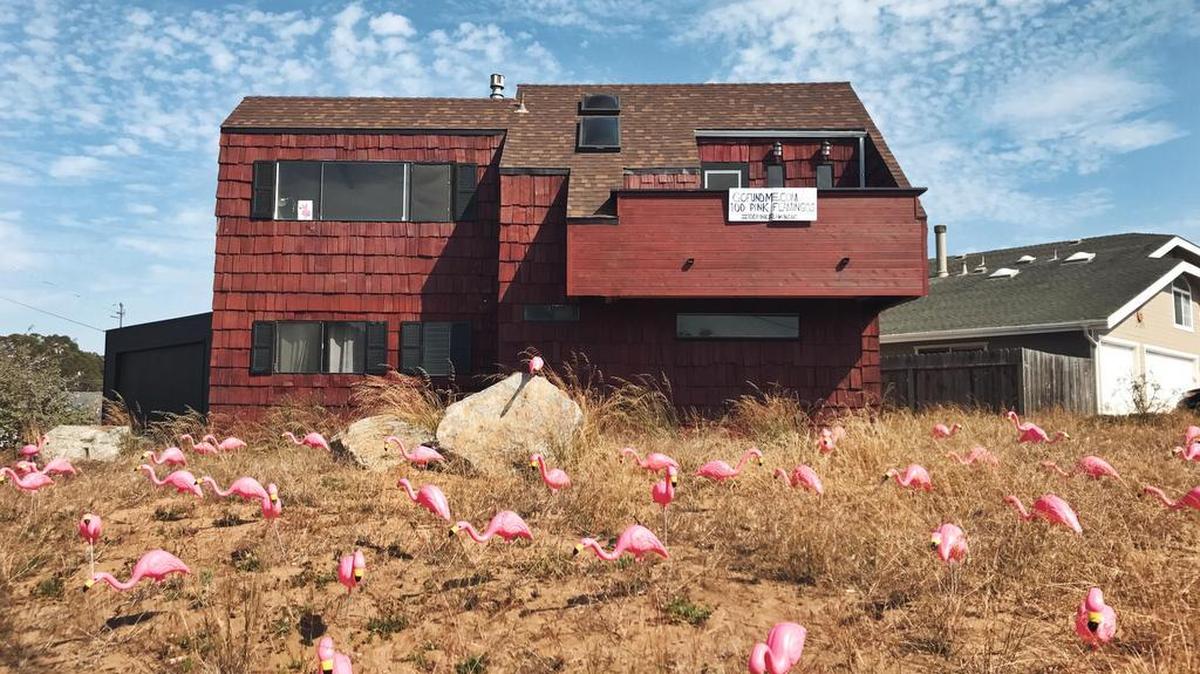 Katrina Van Conant and her husband decorated their home with 100 pink flamingos after receiving a note from a neighbor asking them to improve their property.