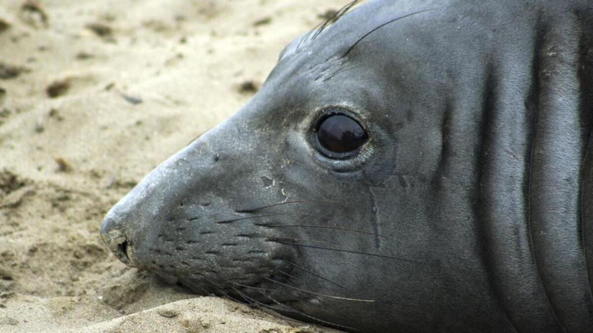 An elephant seal named Phyllis at Ano Nuevo Natural Preserve within Ano Nuevo State Park near Pescadero, Calif., in May. UC Santa Cruz researchers say Phyllis has set a record by swimming farther west than any other tracked elephant seal.
