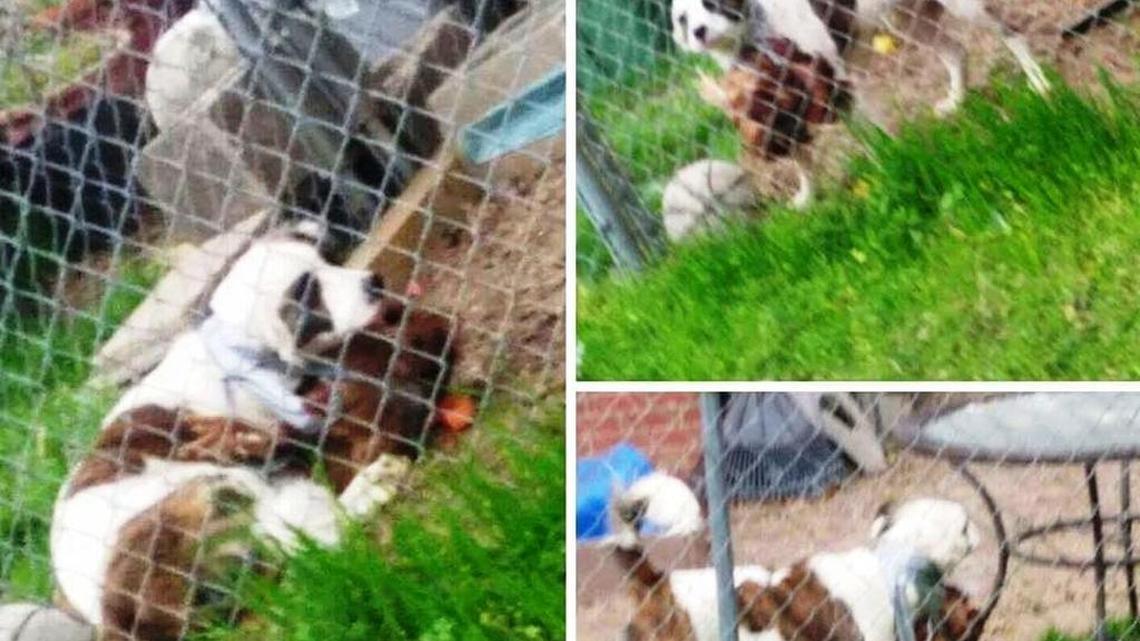 The owner of this dog, with a dead chicken taped to its neck, was charged with animall cruelty, Mayor Teresa Tomlinson said.