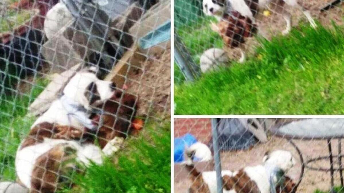 The owner of this dog, with a dead chicken taped to its neck, was charged with animall cruelty, Mayor Teresa Tomlinson said.