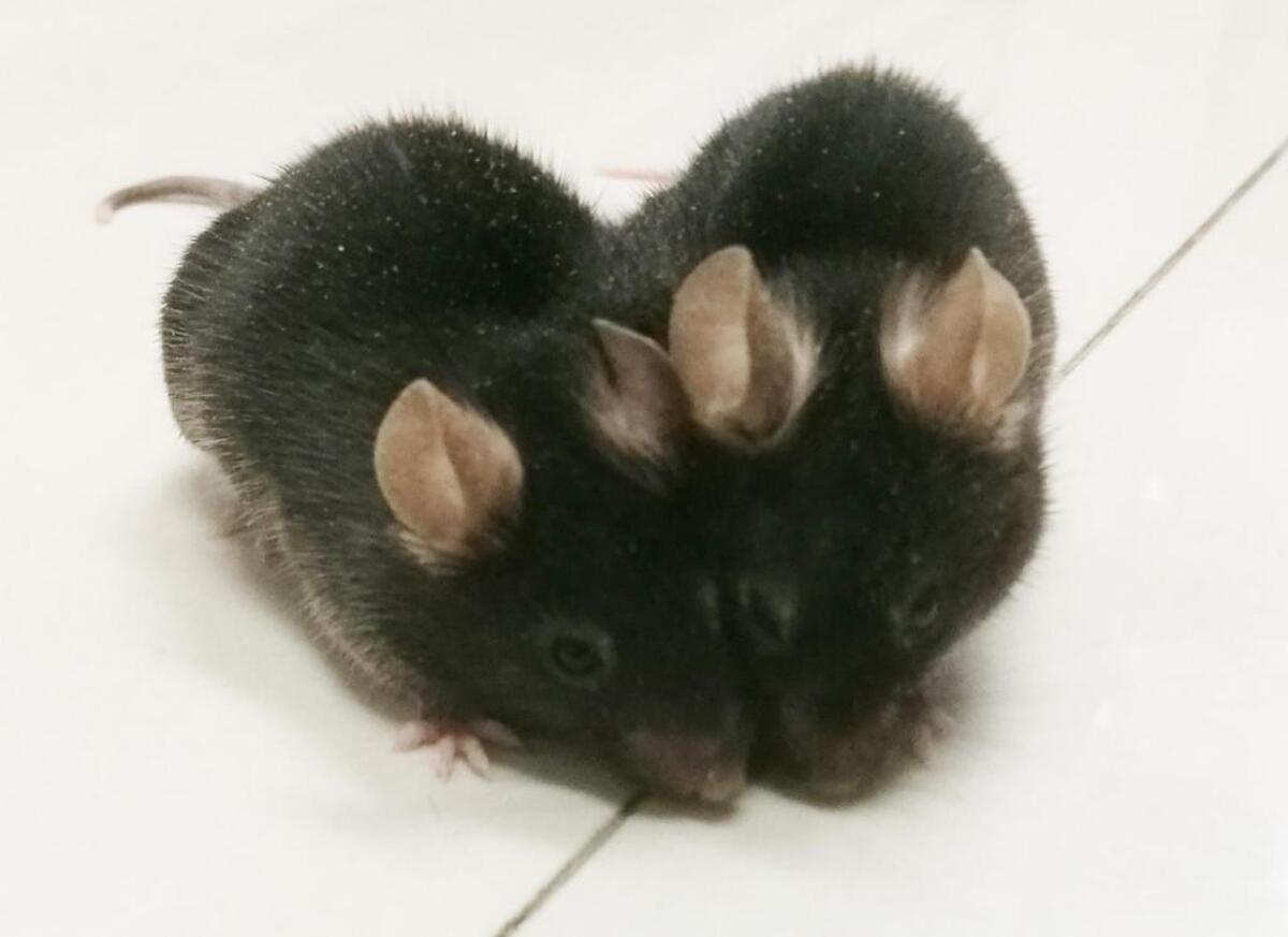 Mice were joined together and shared the same blood supply for months.