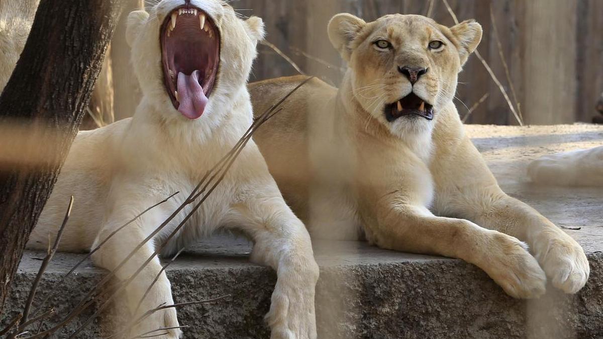 A lion family rests at the Tbilisi Zoo in Tbilisi, Georgia, Tuesday, Jan. 17, 2017. Scientists have disagreed on why lions sometimes turn to consuming human flesh. But some researchers suggested in an analysis Wednesday that it might not be because of how we taste — it might be because of their teeth.