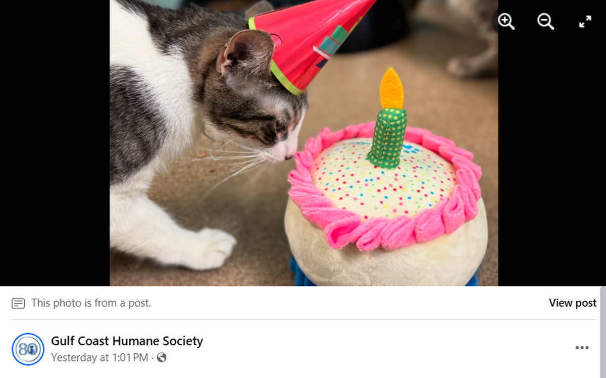 Two cats are looking for their forever home in Texas.