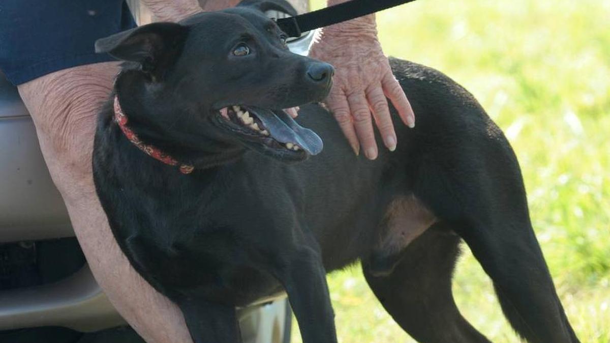 Padi, a 4-year-old Labrador, receives attention from supporters and well-wishers Aug. 15 outside the Manatee County Animal Services facility in Palmetto, Fla.