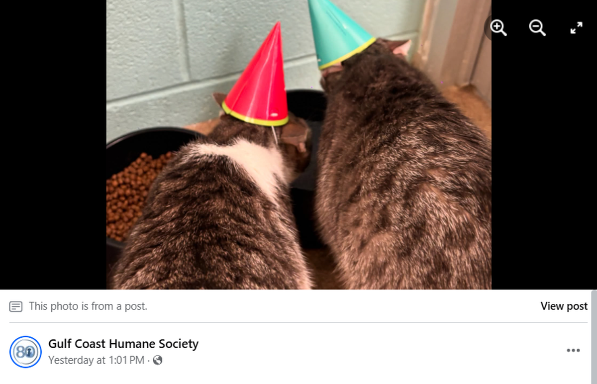 Patience and Diligence enjoyed their birthday meal at a Texas shelter while waiting for their forever home.