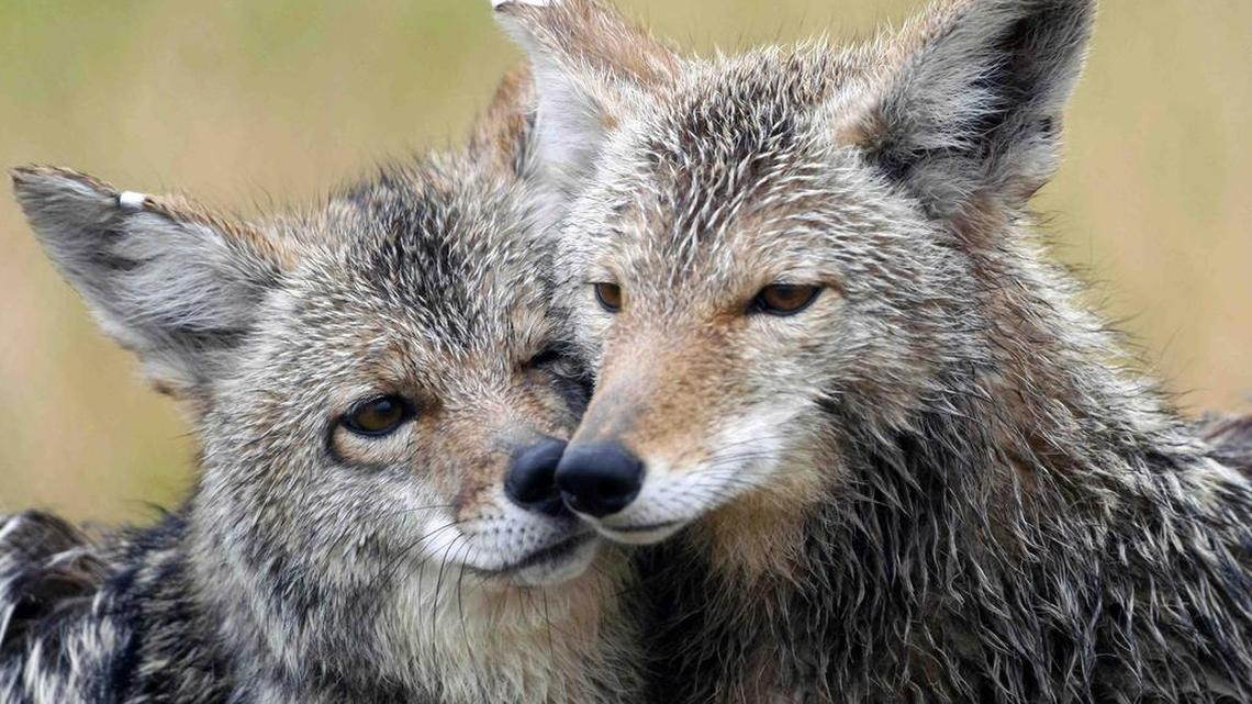 
In this 2009 photo, coyotes nuzzle in one of the enclosures at the Millville Predator Research Facility in Millville, Utah. The 165-acre lab works on non-lethal ways to prevent the predators from preying on livestock. 
