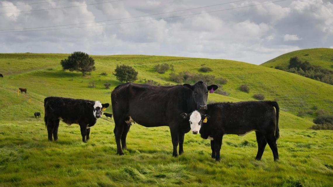 A curious mother cow stays near her calf and along Sky Trail at Crockett Hills Regional Park on Wednesday March 6, 2013.