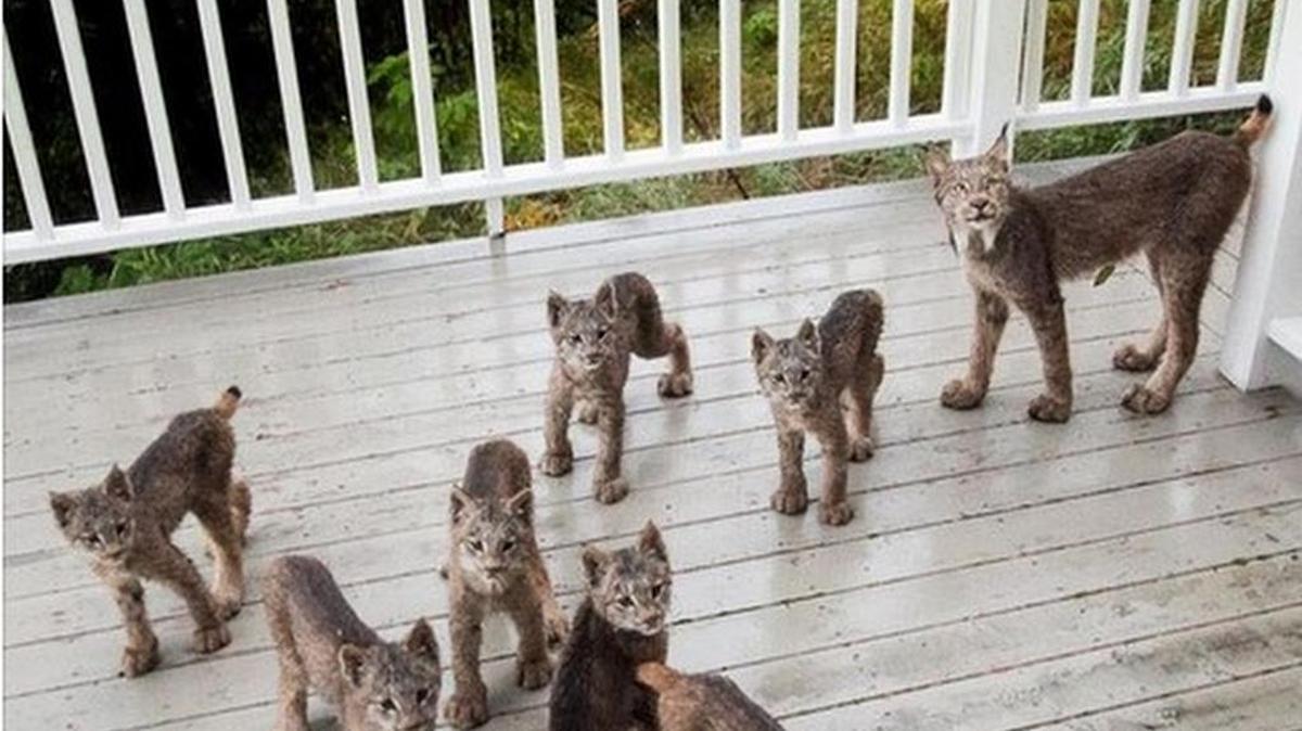 A family of lynxes troops onto photographer Tim Newton’s porch near Anchorage, Alaska.