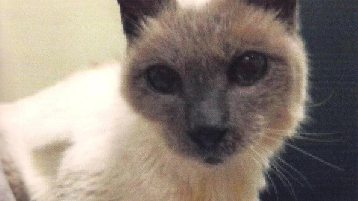 30-year-old Siamese cat named world’s oldest living cat