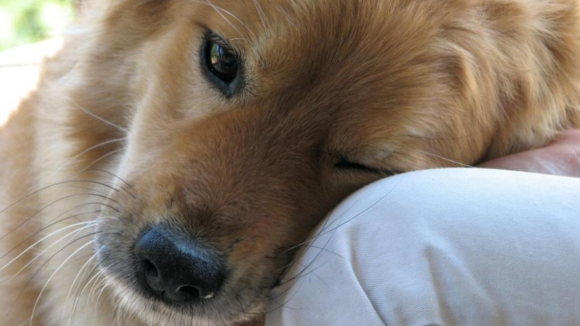 Does your dog really love you? Or is it all about food?