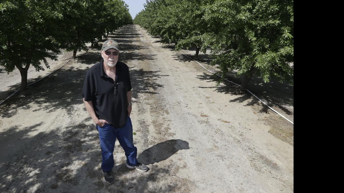 
In this Tuesday March 31, 2015 photo, almond grower Bob Weimer poses in his almond orchard near Atwater, Calif. As California cities and towns move to mandatory water cutbacks in the fourth year of extreme drought, the state’s $6.5 billion almond crop has claimed the spotlight as “the poster child of all things bad in water” in the country’s top agriculture state. 
