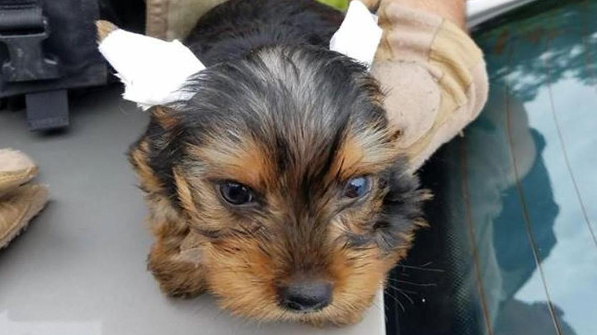 Stolen Yorkshire Terriers from Lamar County were recovered Tuesday after a Georgia State Patrol chase in Morgan County. The tape is to train the puppies’ ears to stand up.