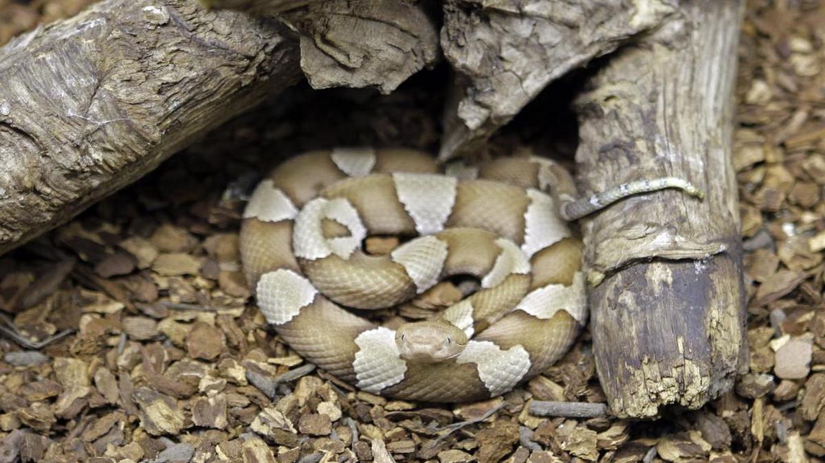 A copperhead snake looks up at the Nature Museum in Charlotte, N.C., Tuesday, Aug. 17, 2010. A Virginia woman was bitten by a copperhead at a LongHorn Steakhouse.