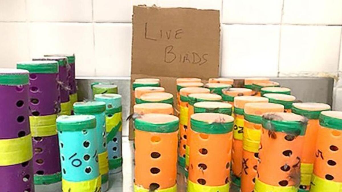 New York police say that Victor Benjamin and Insaf Ali flew from Guyana to the John F. Kennedy International Airport — and tried to smuggle 26 finches in socks and hair curlers so they could put them in a bird-singing competition in the state.