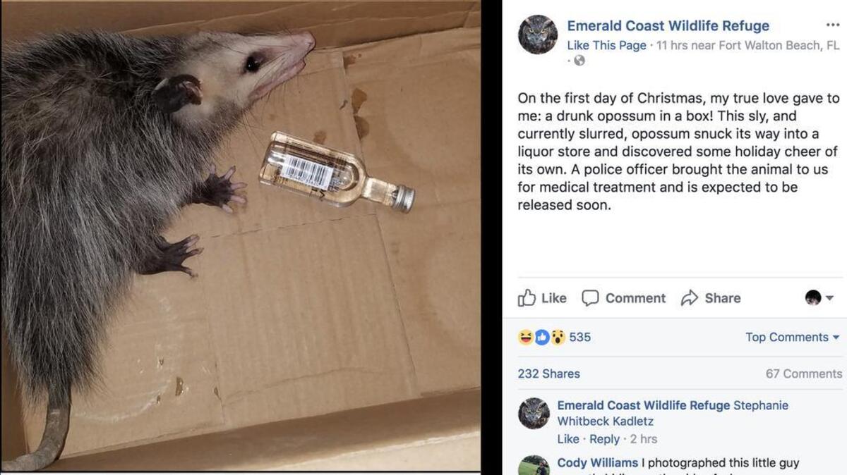 The Emerald Coaast Wildlife Refuge helped the drunk opossum sober up.