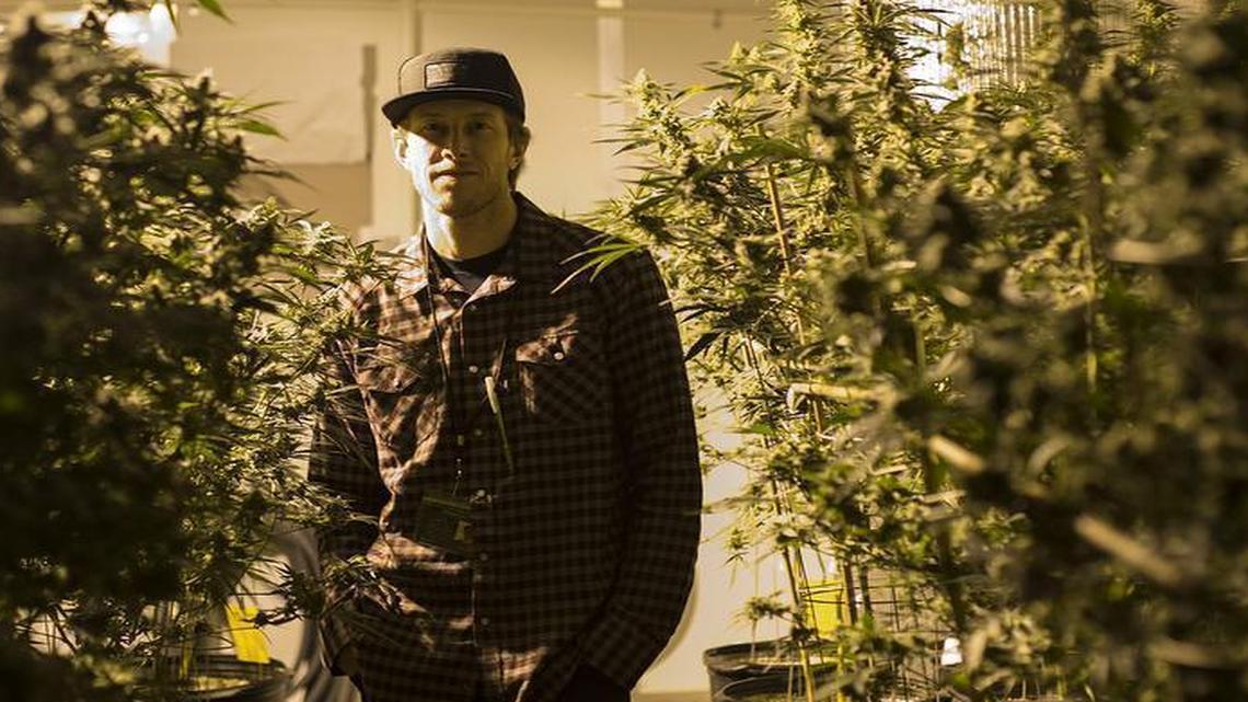As pot prices drop, legal growers scramble to cut production costs