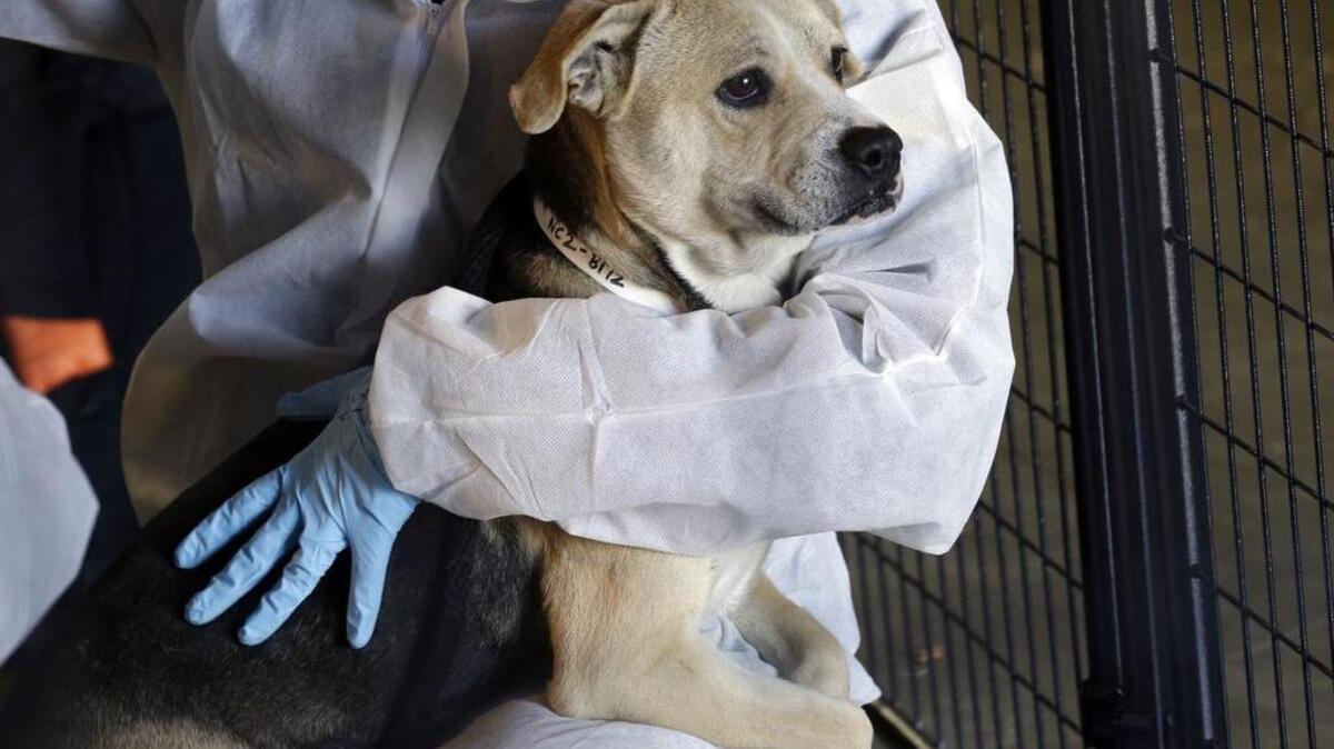 Fourteen dogs died in Indiana when the air conditioning failed in the truck they were being housed in. This Jan. 29, 2016, photo shows a dog that was rescued in an unrelated event.