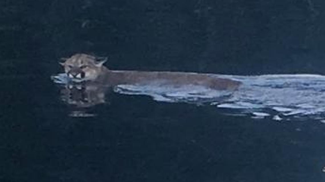 Jordan Kirbyson, a water skier who lives on Lake Whatcom, took this photo of a cougar swimming in Lake Whatcom on June 5, 2016. He was in a boat about 15 feet from the animal.