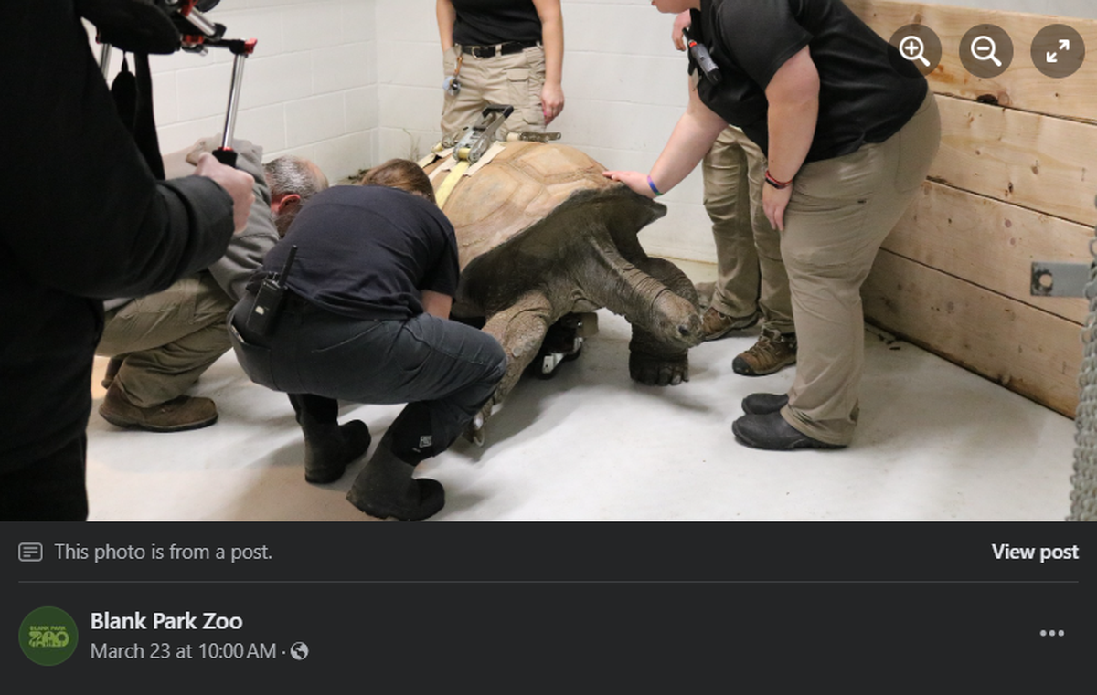 Barnaby the Aldabra tortoise.