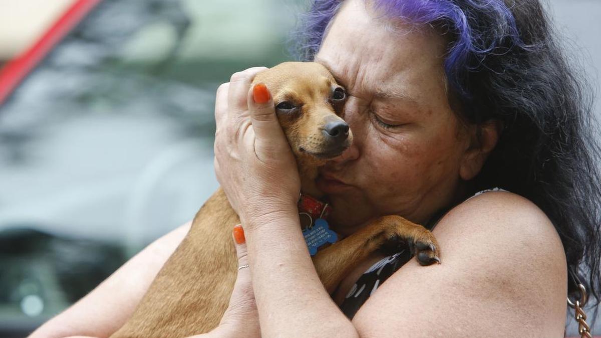 A new law would allow Idahoans to smash car windows and break imperiled animals out of vehicles that are too hot or cold without facing a civil lawsuit.