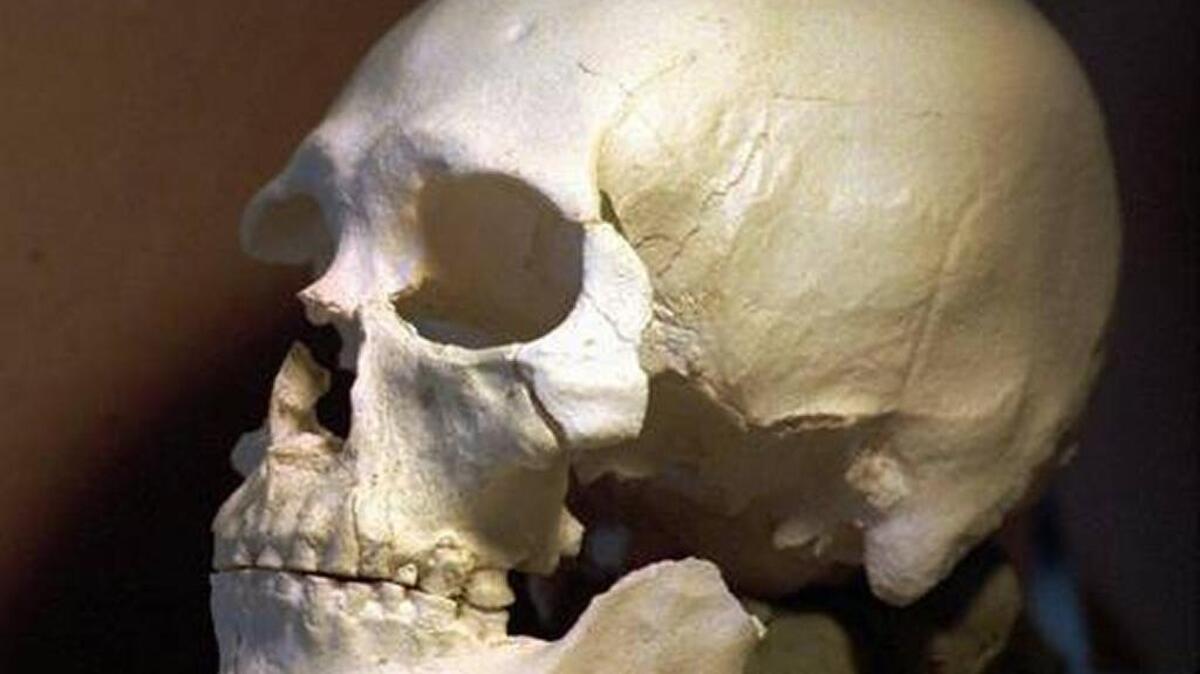 The Army Corps has determined that Kennewick Man was Native American. This shows a plastic casting of the 8,400-year-old skull.