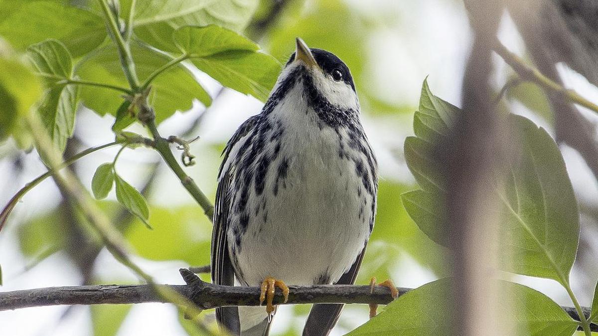 A blackpoll warbler sits on a limb in Minnesota. A study to be published in 2015 in the journal Biology Letters found that the tiny songbird that summers in the forests of northern North America has been tracked on a 1,700-mile, over-the-ocean journey from the northeastern United States and eastern Canada to the islands of the Caribbean.