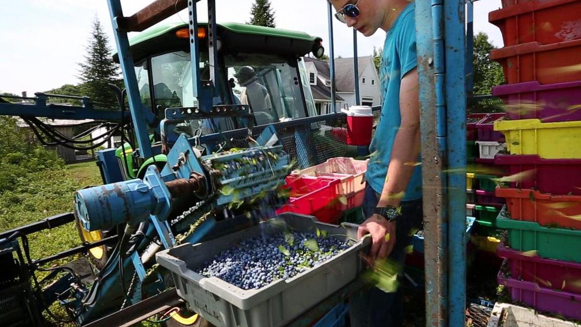 
Blueberries fill a tray on a mechanical harvester near Appleton, Maine, on July 30. 
