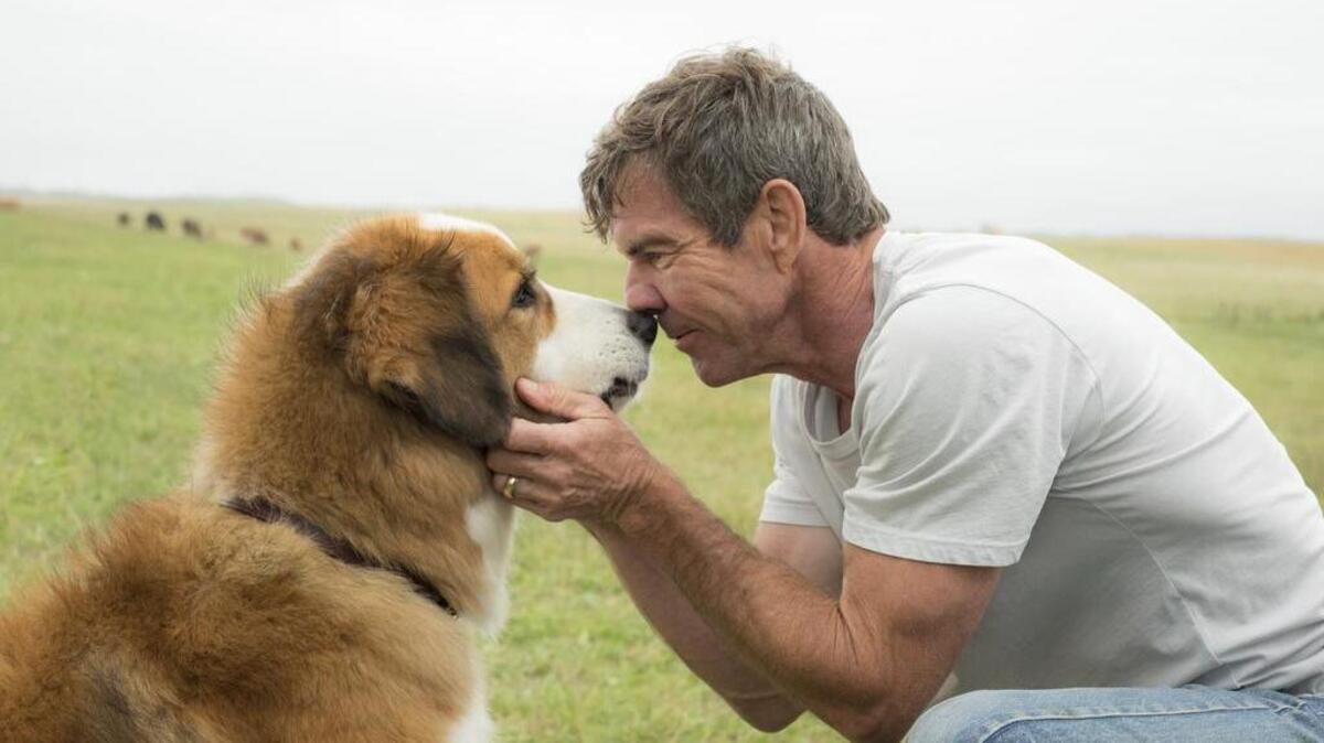This image released by Universal Pictures shows Dennis Quaid with a dog, voiced by Josh Gad, in a scene from "A Dog's Purpose." A spokesman for American Humane said Wednesday, Jan. 18, 2017 that it has suspended its safety representative who worked on the set of the film when a frightened German shepherd, not shown, was forced into churning waters.