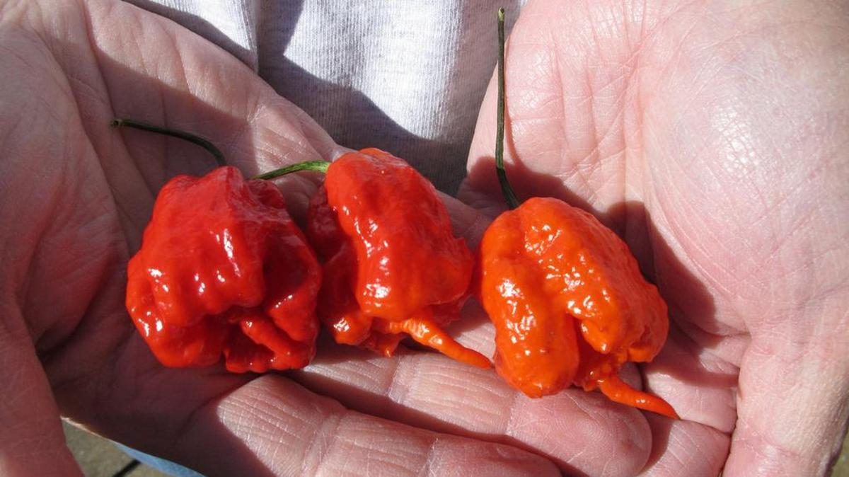 Carolina Reaper peppers are considered to be the hottest on Earth.