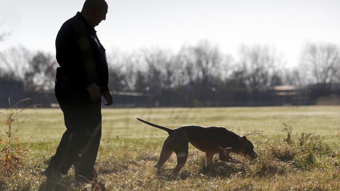 A police dog practices sniffing out a hidden object at K9 school in Stone Ridge, N.Y. A spike in the use of powerful opioids like fentanyl means both human and canine officers risk being exposed to stray particles while on the job.
