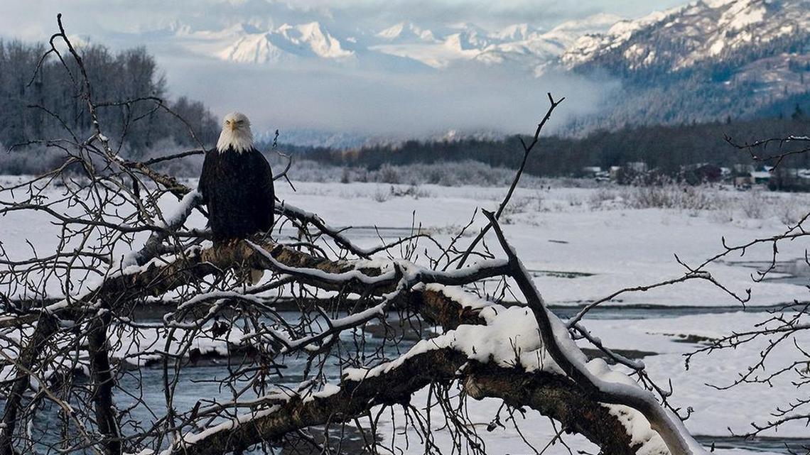 In this undated photo provided the American Bald Eagle Foundation, a bald eagle perches on a tree branch along the Chilkat River within the Alaska Chilkat Bald Eagle Preserve outside Haines, Alaska. A small airplane hit a bald eagle before it crashed just north of Anchorage, Alaska, last month, killing all four people on board.