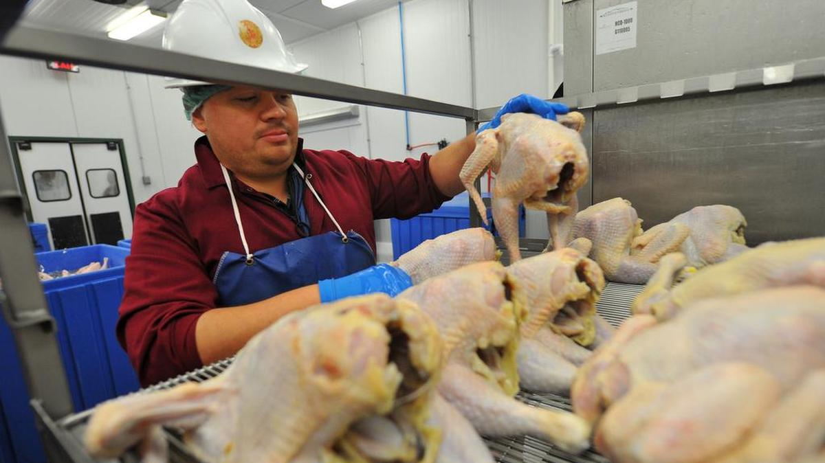 Poultry inspector Hamilton Cook inspects chickens at the White Oak Pastures processing plant in Bluffton, Georgia, July 18, 2012.