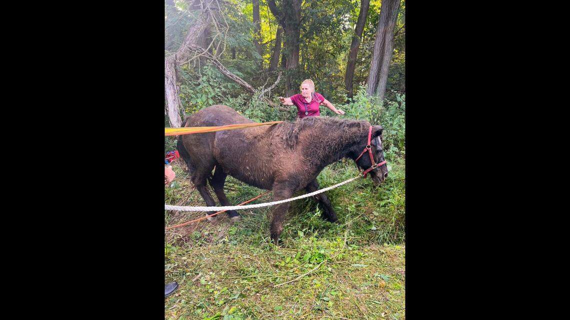 Jasmine the horse is walking after being rescued from a ditch.