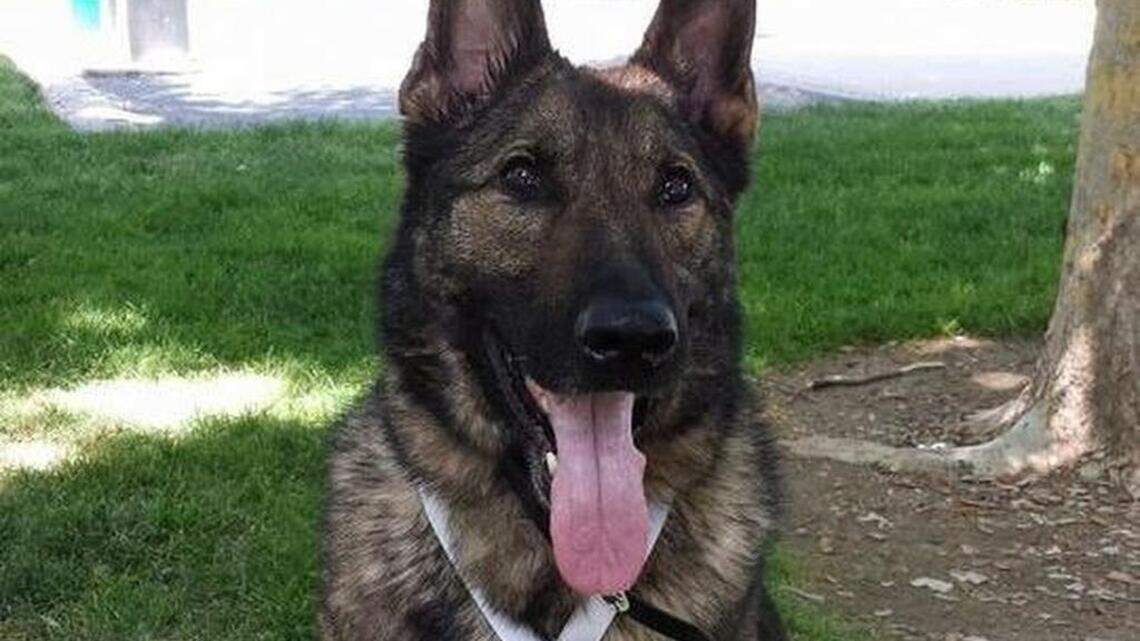 They were flying from Oregon to Kansas, but an airline mix-up sent their dog to Japan